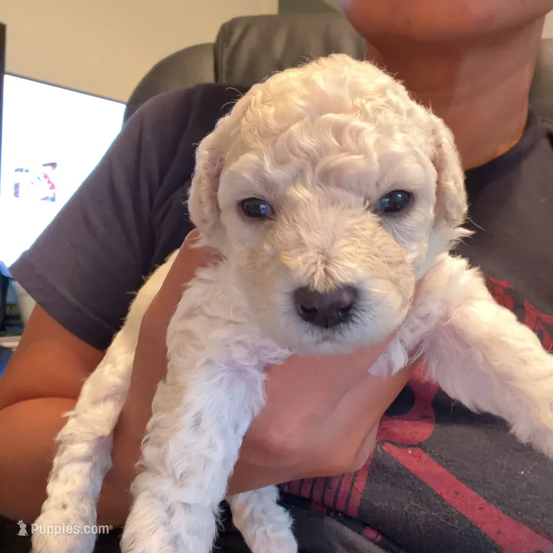     Teddy – Bichon Frise, Poodle - Toy  puppy for sale in Rosenberg, TX