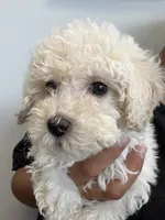 candy, a female Bichon Frise and Poodle - Toy  for sale in Rosenberg, TX – 5 of 7