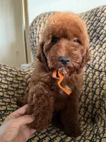 Peanut, a male Cockapoo and Poodle - Miniature  for sale in Rosenberg, TX – 5 of 10