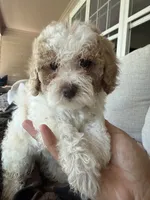 coco, a female Bichon Frise and Cockapoo for sale in Rosenberg, TX – 7 of 9