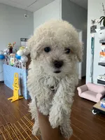     Teddy, a male Bichon Frise and Poodle - Toy  for sale in Rosenberg, TX – 2 of 6