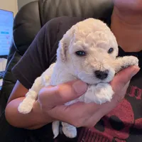     Teddy, a male Bichon Frise and Poodle - Toy  for sale in Rosenberg, TX – 2 of 3