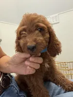     Cooper, a male Cockapoo and Poodle - Miniature  for sale in Rosenberg, TX – 6 of 8