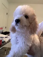     Teddy, a male Bichon Frise and Cockapoo for sale in Rosenberg, TX – 9 of 10