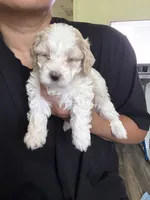 bear, a male Bichon Frise and Cockapoo for sale in Rosenberg, TX – 3 of 6