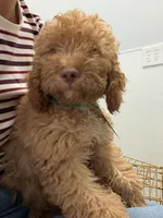        Archie, a male Cockapoo and Poodle - Miniature  for sale in Rosenberg, TX – 9 of 9