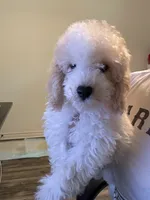     Teddy, a male Bichon Frise and Cockapoo for sale in Rosenberg, TX – 7 of 10