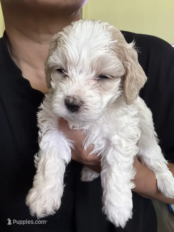 bear – Bichon Frise, Cockapoo puppy for sale in Rosenberg, TX