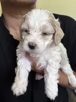 bear, a male Bichon Frise and Cockapoo for sale in Rosenberg, TX – 1 of 6