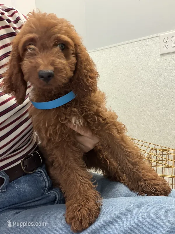     Cooper – Cockapoo, Poodle - Miniature  puppy for sale in Rosenberg, TX