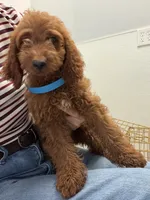     Cooper, a male Cockapoo and Poodle - Miniature  for sale in Rosenberg, TX – 1 of 8