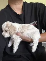 bear, a male Bichon Frise and Cockapoo for sale in Rosenberg, TX – 5 of 6