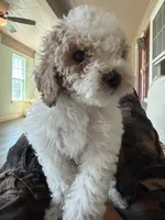     Brownie, a male Bichon Frise and Cockapoo for sale in Rosenberg, TX – 3 of 8
