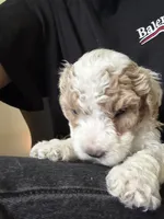 milo, a male Bichon Frise and Cockapoo for sale in Rosenberg, TX – 5 of 7