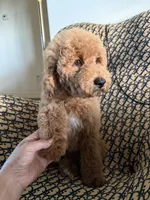qiqi, a male Cockapoo and Poodle - Miniature  for sale in Rosenberg, TX – 9 of 9