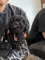 oreo, a male Bichon Frise and Poodle - Toy  for sale in Rosenberg, TX – 4 of 7