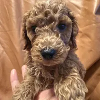 cheese, a male Cockapoo and Poodle - Miniature  for sale in Rosenberg, TX – Photo 8 of 8