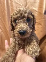 cheese, a male Cockapoo and Poodle - Miniature  for sale in Rosenberg, TX – Photo 8 of 8