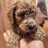 cheese, a male Cockapoo and Poodle - Miniature  for sale in Rosenberg, TX – Photo 6 of 8