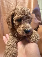 cheese, a male Cockapoo and Poodle - Miniature  for sale in Rosenberg, TX – Photo 6 of 8
