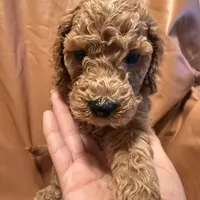 cheese, a male Cockapoo and Poodle - Miniature  for sale in Rosenberg, TX – Photo 4 of 8
