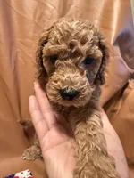 cheese, a male Cockapoo and Poodle - Miniature  for sale in Rosenberg, TX – Photo 4 of 8