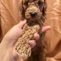cheese, a male Cockapoo and Poodle - Miniature  for sale in Rosenberg, TX – Photo 1 of 8