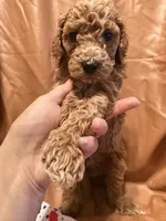cheese, a male Cockapoo and Poodle - Miniature  for sale in Rosenberg, TX – Photo 1 of 8