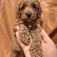 cheese, a male Cockapoo and Poodle - Miniature  for sale in Rosenberg, TX – Photo 2 of 8