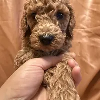 cheese, a male Cockapoo and Poodle - Miniature  for sale in Rosenberg, TX – Photo 5 of 8