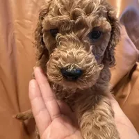 cheese, a male Cockapoo and Poodle - Miniature  for sale in Rosenberg, TX – Photo 3 of 8