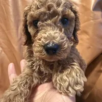 cheese, a male Cockapoo and Poodle - Miniature  for sale in Rosenberg, TX – Photo 7 of 8