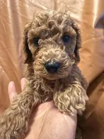 cheese, a male Cockapoo and Poodle - Miniature  for sale in Rosenberg, TX – Photo 7 of 8