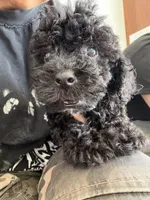 toby, a male Bichon Frise and Poodle - Toy  for sale in Rosenberg, TX – 6 of 6