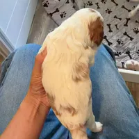 AKC Buddy, a male Cavalier King Charles Spaniel for sale in Rosenberg, TX – 4 of 9