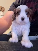 AKC Max, a male Cavalier King Charles Spaniel for sale in Rosenberg, TX – 5 of 9