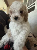     Brownie, a male Bichon Frise and Cockapoo for sale in Rosenberg, TX – 6 of 8