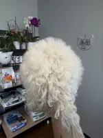 ollie, a male Bichon Frise and Poodle - Toy  for sale in Rosenberg, TX – 4 of 5