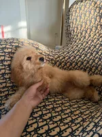    Daisy, a female Cockapoo and Poodle - Miniature  for sale in Rosenberg, TX – 9 of 9