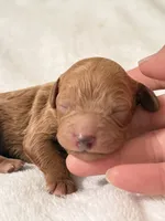 Connor, a male Poodle - Toy  for sale in Rosenberg, TX – Photo 8 of 9