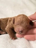 Connor, a male Poodle - Toy  for sale in Rosenberg, TX – Photo 1 of 9