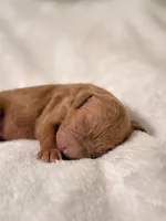 Connor, a male Poodle - Toy  for sale in Rosenberg, TX – Photo 4 of 9