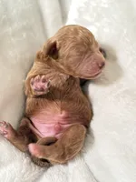 Connor, a male Poodle - Toy  for sale in Rosenberg, TX – Photo 6 of 9