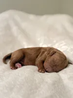 Connor, a male Poodle - Toy  for sale in Rosenberg, TX – Photo 9 of 9