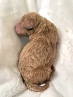 Connor, a male Poodle - Toy  for sale in Rosenberg, TX – Photo 3 of 9