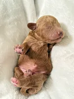 Connor, a male Poodle - Toy  for sale in Rosenberg, TX – Photo 2 of 9