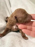 Connor, a male Poodle - Toy  for sale in Rosenberg, TX – Photo 7 of 9