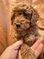 Daisy, a female Cockapoo and Poodle - Miniature  for sale in Rosenberg, TX – Photo 4 of 9