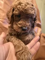 Daisy, a female Cockapoo and Poodle - Miniature  for sale in Rosenberg, TX – Photo 3 of 9