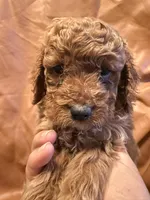 Daisy, a female Cockapoo and Poodle - Miniature  for sale in Rosenberg, TX – Photo 9 of 9